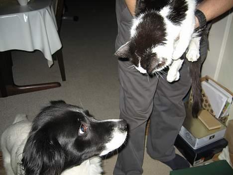 Blanding af racer Boss (himmelhund) billede 1