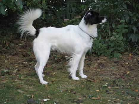 Blanding af racer Boss (himmelhund) billede 3