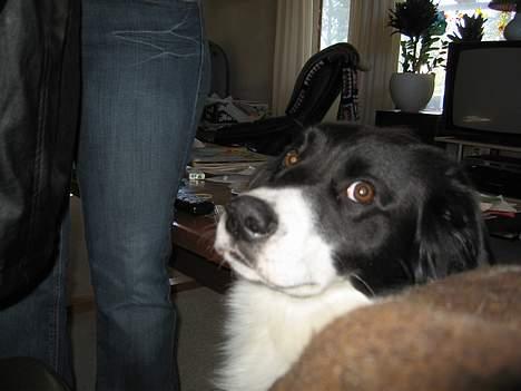 Blanding af racer Boss (himmelhund) billede 4