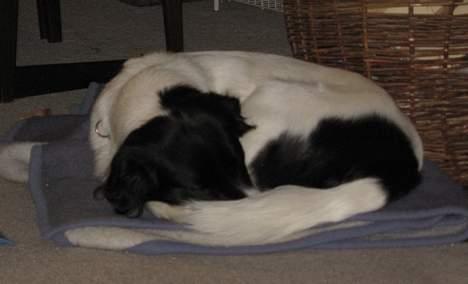 Blanding af racer Boss (himmelhund) billede 5