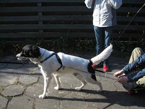 Blanding af racer Boss (himmelhund) - Ud og trække skateboard. billede 6