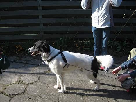 Blanding af racer Boss (himmelhund) billede 7