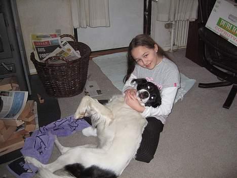 Blanding af racer Boss (himmelhund) billede 8