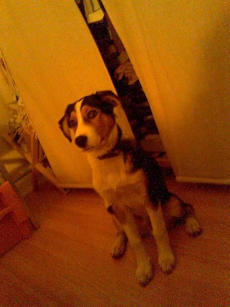 Transsylvansk støver Eddie - Er det tændt? Er det nu jeg skal smile? Sidder min pels ok? Er jeg på nu? billede 6