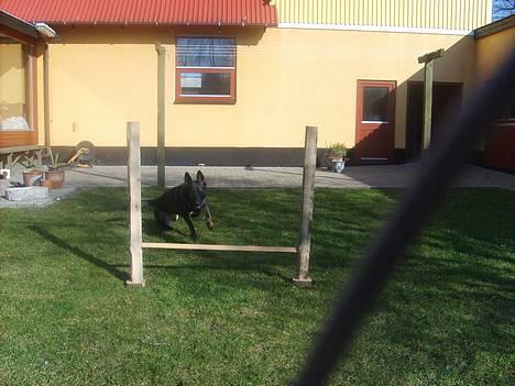 Schæferhund Tika - På vej hen til springet billede 8