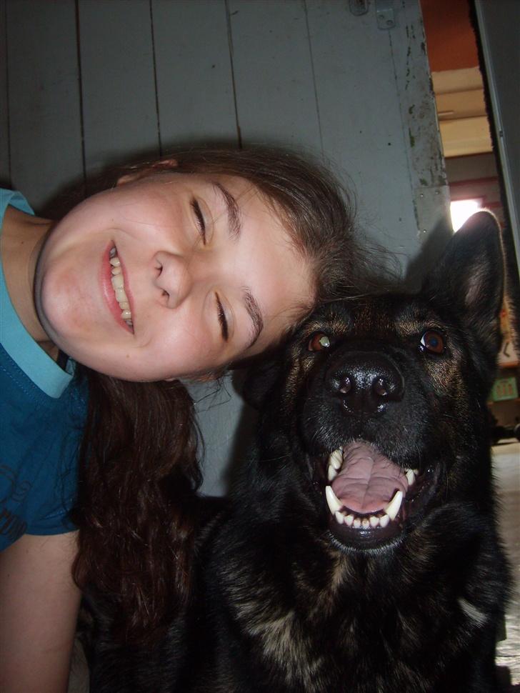 Schæferhund Tika - jah . jeg er en sej hund billede 9