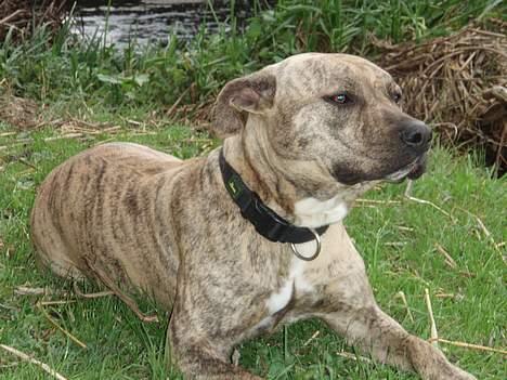 Amerikansk staffordshire terrier Theia - Ligger pænt billede 1