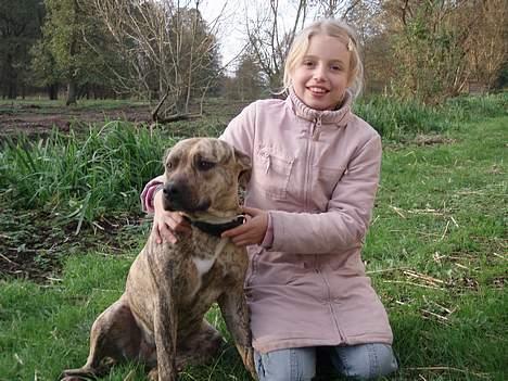 Amerikansk staffordshire terrier Theia - Mig og Milla billede 2