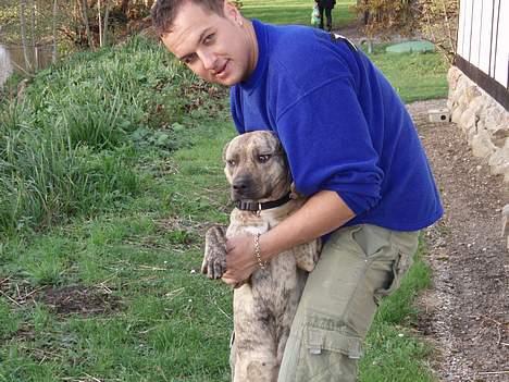 Amerikansk staffordshire terrier Theia - Mig og Far billede 3