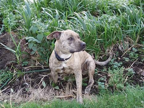 Amerikansk staffordshire terrier Theia - Hov!! Hørte jeg noget??? billede 4