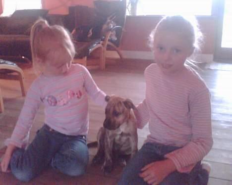 Amerikansk staffordshire terrier Theia - Her er jeg 10 uger sammen med Maria og Camilla billede 5