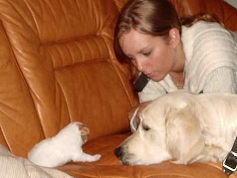 Golden retriever Vicki - Er den ikke snart stor nok til at lege. billede 6