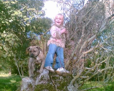 Amerikansk staffordshire terrier Theia - Jeg kan da også kravle i træer!! billede 6