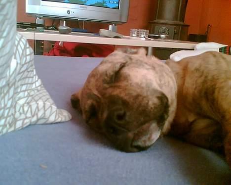 Amerikansk staffordshire terrier Theia - Blevet træt zzzzz billede 7