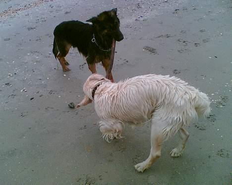 Golden retriever Vicki - Jeg elsker at lege med min ven Spicie. billede 7