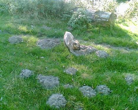 Amerikansk staffordshire terrier Theia - Jagter muldvarper.. De er altså hurtige. æv æv.. billede 8