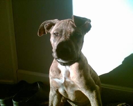 Amerikansk staffordshire terrier Theia - Far siger jeg ligner scarface her... billede 9