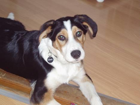 Transsylvansk støver Eddie - Ved at være en stor hund. billede 7