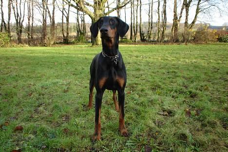 Dobermann Sille R.I.P  22-07-2008 billede 1