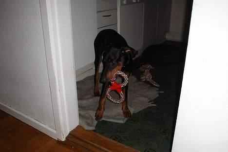 Dobermann Sille R.I.P  22-07-2008 billede 2