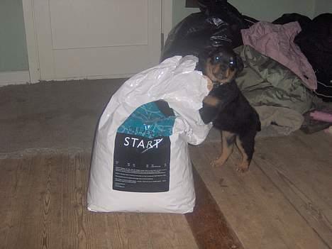 Rottweiler NALA<3R.I.P<3 - Ja der skal noget godt fodder til  billede 7