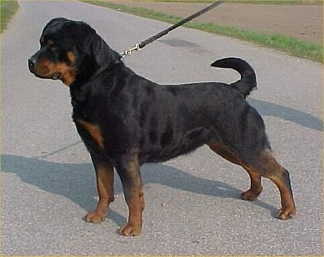 Rottweiler NALA<3R.I.P<3 - MOREN Vom Dornenhof Esta FØDT 11-8-01 billede 8