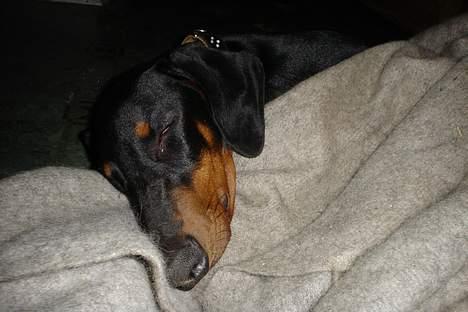 Dobermann Sille R.I.P  22-07-2008 billede 3