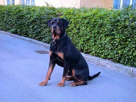 Rottweiler NALA<3R.I.P<3 - FAREN RADEAU BRONSON FØDT 29-6-01 billede 9