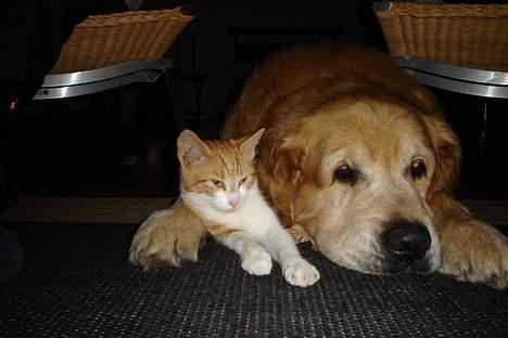 Dobermann Sille R.I.P  22-07-2008 - det er så min gamle golden retriever på 12 år ! som ar max goe venner med katten! billede 5