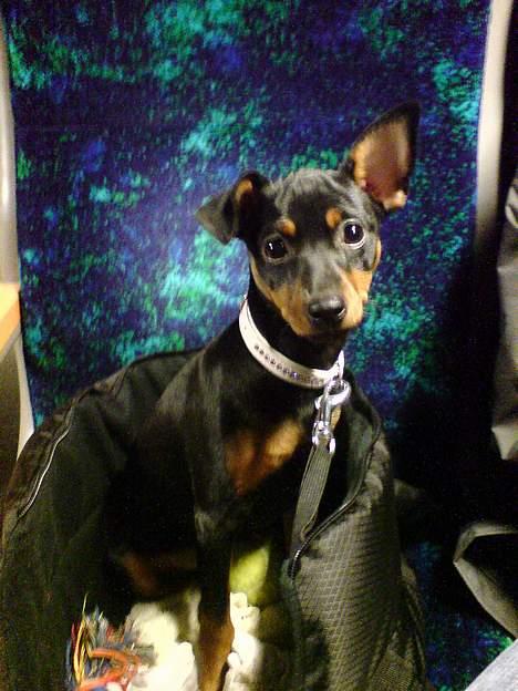 Dvaergpinscher Baby Neela *Kiwa* - D. 19/11 Lille kiwa på sin første tog rejse. Nøj hvor var det spændende:o) billede 9