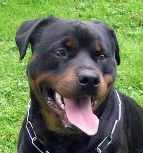 Rottweiler Daim billede 1