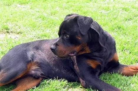 Rottweiler Daim billede 2