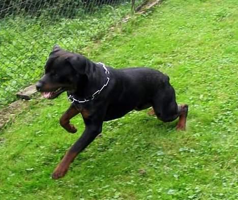 Rottweiler Daim billede 3