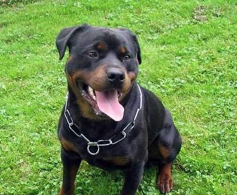 Rottweiler Daim billede 4