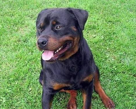 Rottweiler Daim billede 5