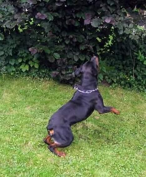 Rottweiler Daim billede 6