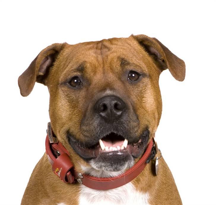 Amerikansk staffordshire terrier Pilgrim billede 1