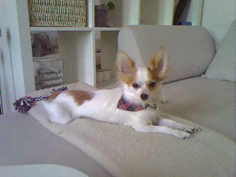 Chihuahua Zaki billede 14