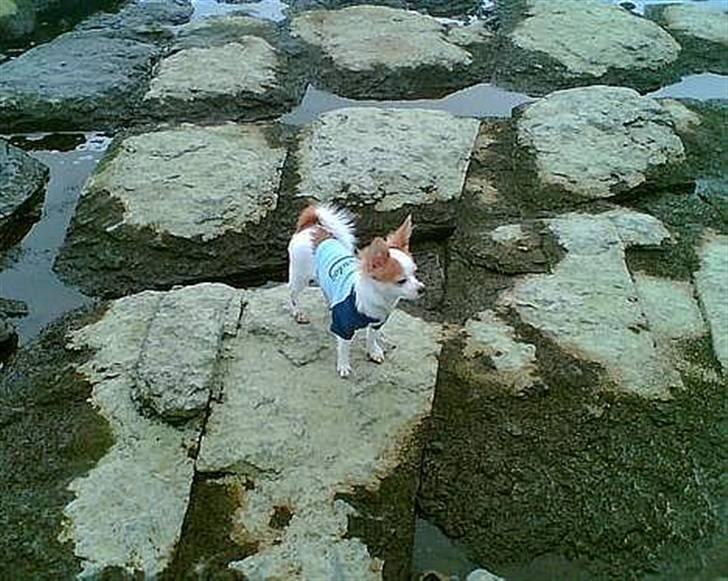 Chihuahua Zaki billede 15