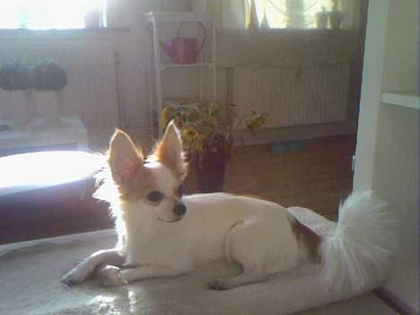 Chihuahua Zaki - En vifte af en hale.. billede 16