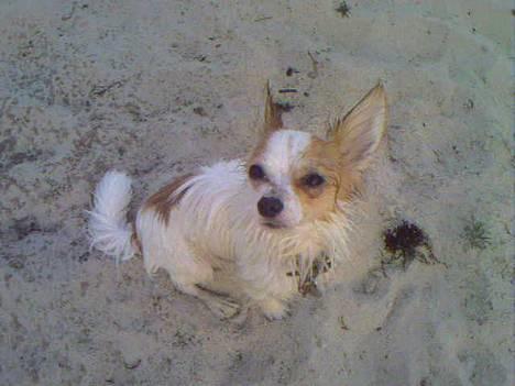 Chihuahua Zaki - Zaki efter at have været ude og svømme på stranden.. billede 17