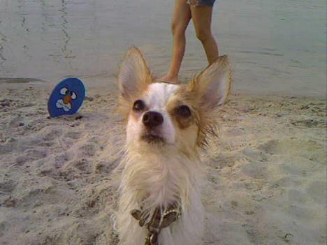 Chihuahua Zaki - Zaki, efter at have været ude og svømme på stranden.. billede 18