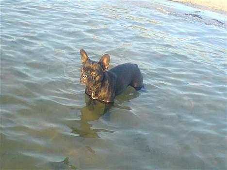 Fransk bulldog Myrna billede 1