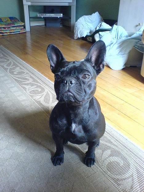 Fransk bulldog Myrna billede 2