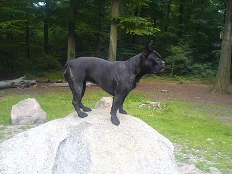 Fransk bulldog Myrna billede 3