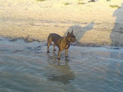 Fransk bulldog Myrna billede 4