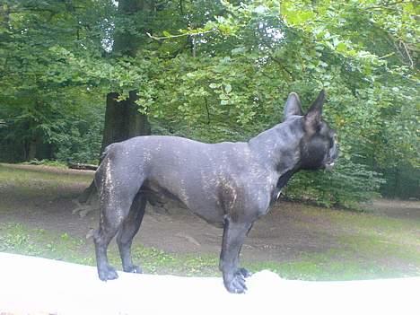 Fransk bulldog Myrna billede 5