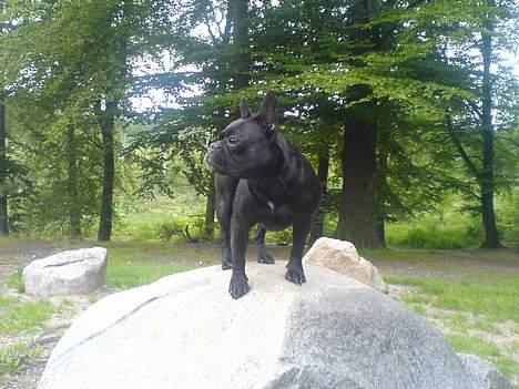 Fransk bulldog Myrna billede 6