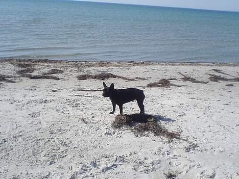 Fransk bulldog Myrna billede 7