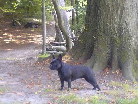 Fransk bulldog Myrna billede 8